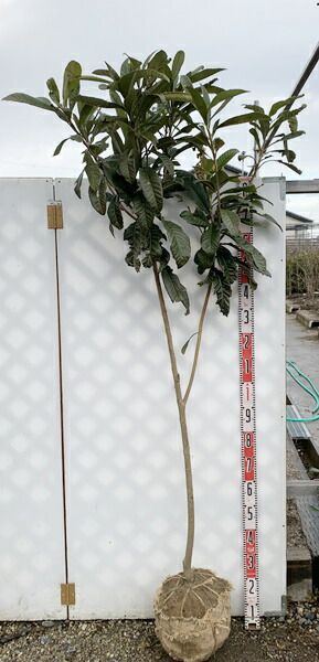 楽天市場】ビワの木（枇杷の木/びわの木）クイーン長崎 苗木 1.9m