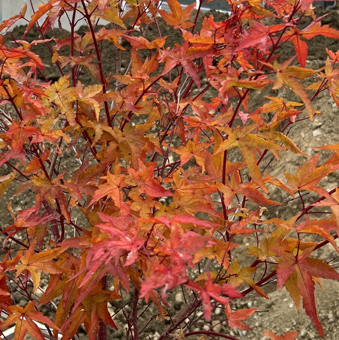 楽天市場】【現品】サンゴカクモミジ (珊瑚閣紅葉) 苗木 樹高1.5m