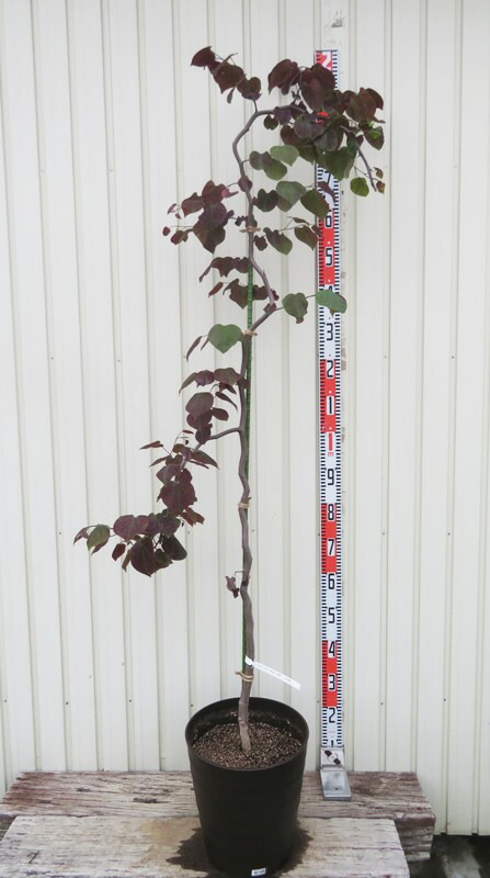 楽天市場】【現品】アメリカハナズオウ ルビーフォールズ 苗木 10号