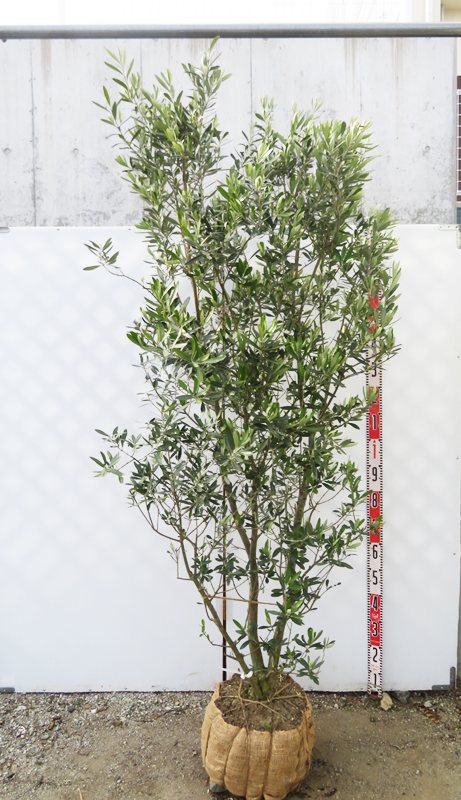 楽天市場】【現品発送】オリーブの木 シプレシーノ 苗木 樹高1.8m