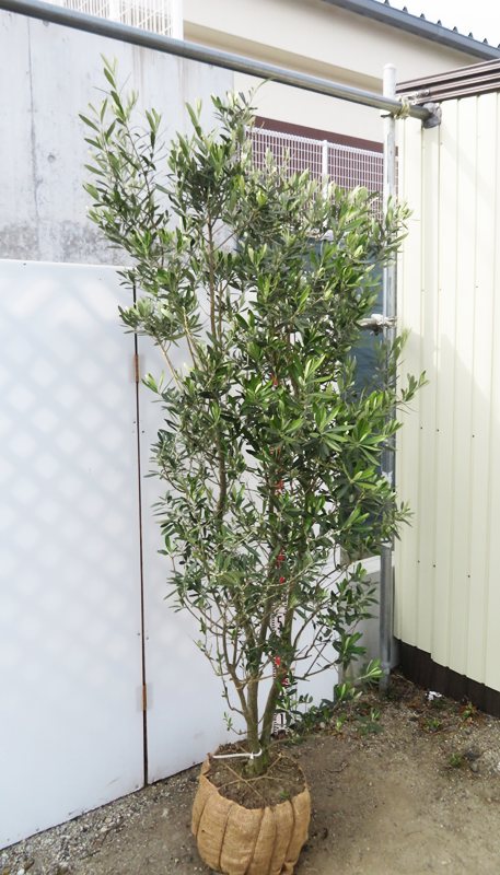 楽天市場】【現品発送】オリーブの木 シプレシーノ 苗木 樹高1.8m