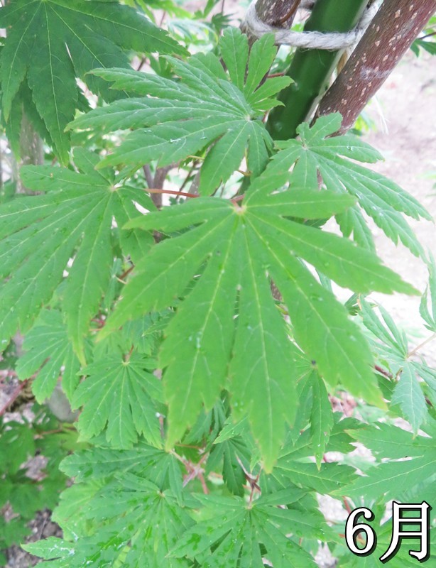 楽天市場】【選べる現品】コハウチワカエデ 株立ち 苗木 樹高約1.3m