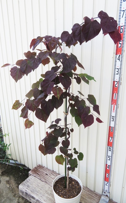 楽天市場】【現品】アメリカハナズオウ ルビーフォールズ 苗木 8号