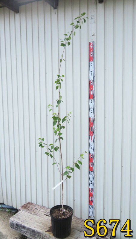 楽天市場】【選べる現品】シラカバ(白樺) ジャクモンティー 8号 苗木