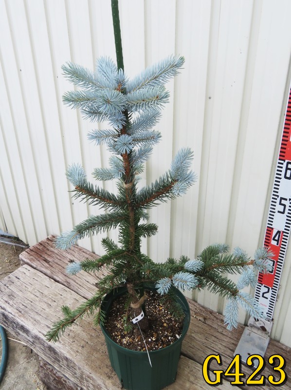 楽天市場】【選べる現品】ピセア・プンゲンストウヒ ホプシー 8号