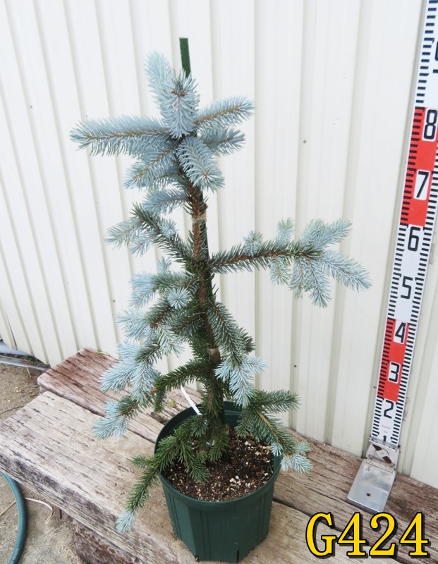 楽天市場】【選べる現品】ピセア・プンゲンストウヒ ホプシー 8号