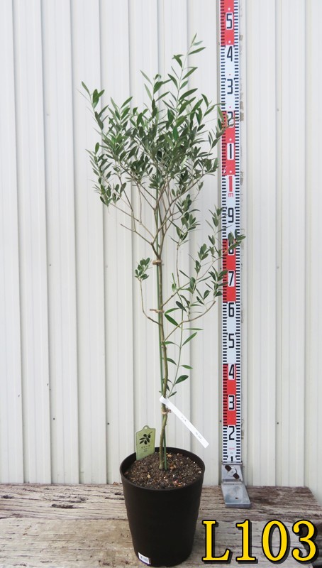 楽天市場】【選べる現品】オリーブの木 ルッカ 苗木 7号フレグラー