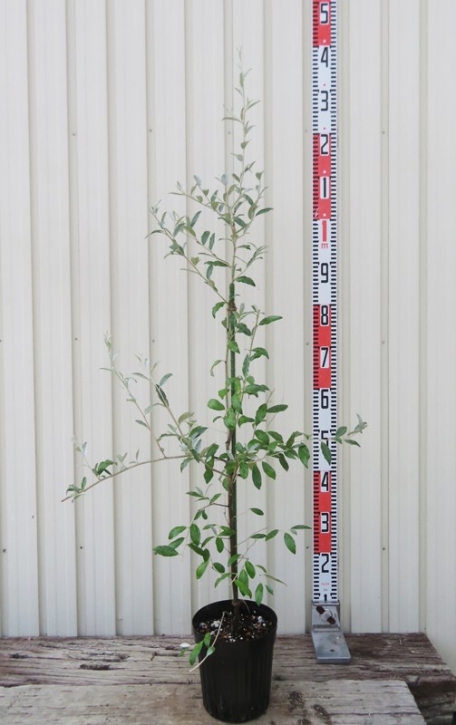 楽天市場】ロシアンオリーブ 苗木 5.5号鉢植え : 千草園芸