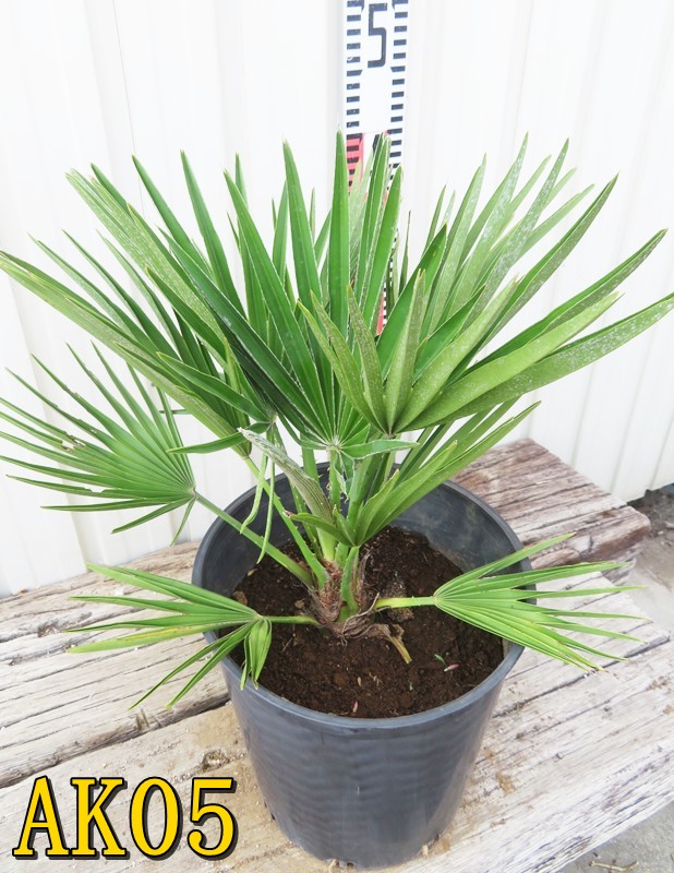 楽天市場】【選べる現品発送】チャメロプス ボルケーノ 7号鉢植え