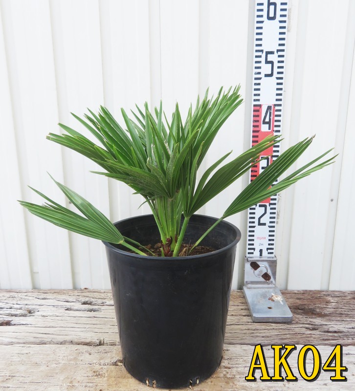 楽天市場】【選べる現品発送】チャメロプス ボルケーノ 7号鉢植え