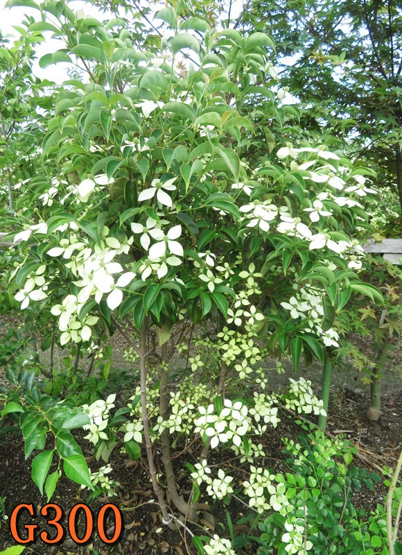 楽天市場】【選べる現品】常緑山法師（常緑ヤマボウシ） 月光