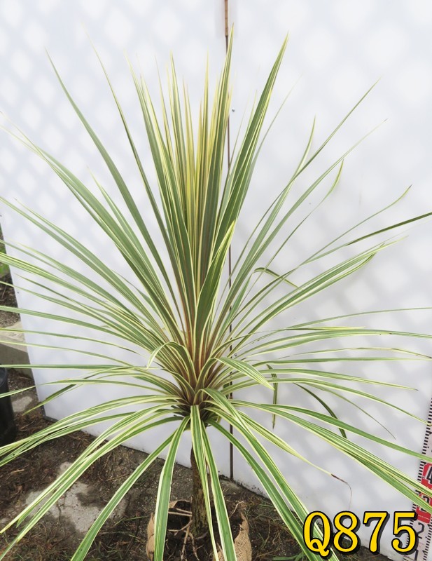 楽天市場】【選べる現品】ドラセナ コルジリネ トーベイダズラー 苗木