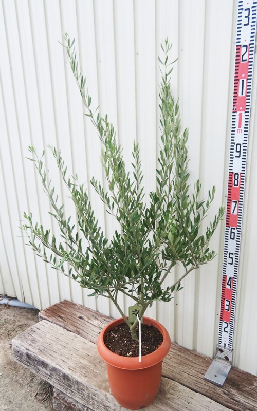 楽天市場】【現品】オリーブの木 エルグレコ 苗木 8号鉢植え E101