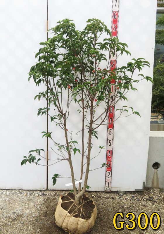 楽天市場】【選べる現品】常緑山法師（常緑ヤマボウシ） 月光