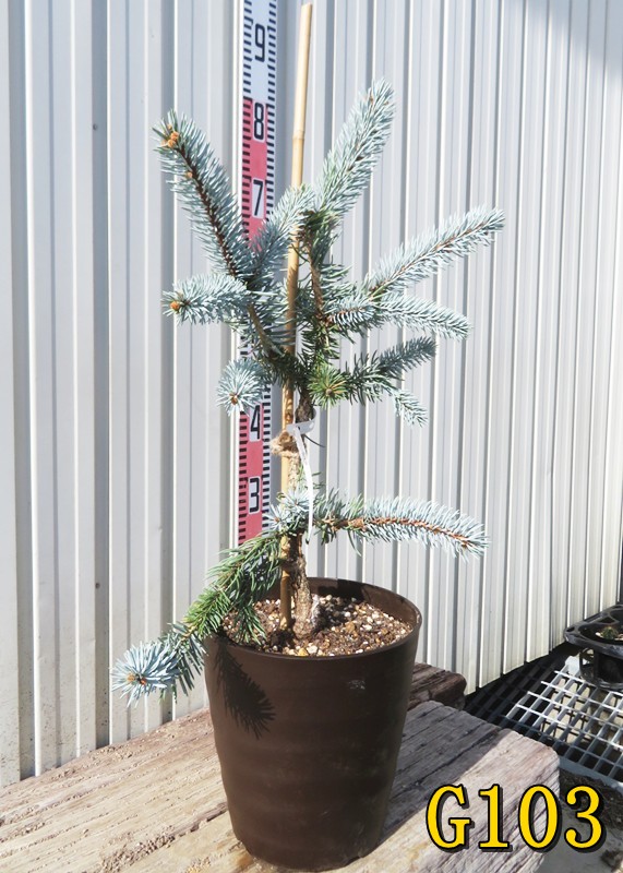 楽天市場】【選べる現品発送】ピセア・プンゲンストーヒ ホプシー 7号