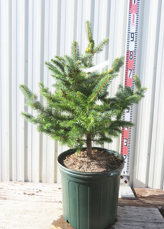 楽天市場】【現品発送】ピセア・プンゲンストウヒ スーパーブルー 苗木