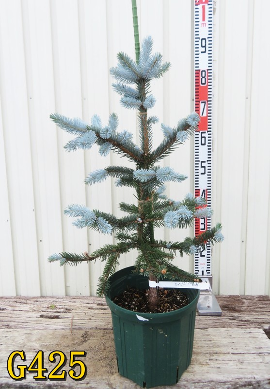 楽天市場】【選べる現品発送】ピセア・プンゲンストーヒ ホプシー 苗木