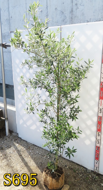 楽天市場】【現品】オリーブの木 コロネイキ 苗木 樹高約1.6m