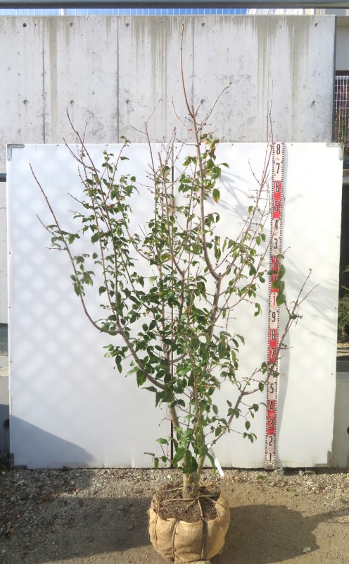 楽天市場】【現品発送】マンゲツロウバイ（満月蝋梅）大株 苗木 樹高約