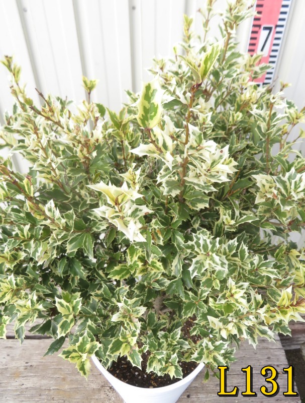 斑入りヒイラギ/ 1029 斑入りヒイラギ/ 1029