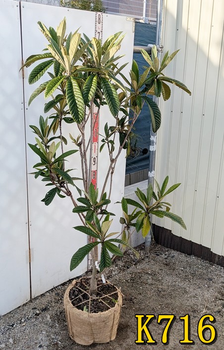 楽天市場】【選べる現品】ビワの木（枇杷の木/びわの木）茂木(モギ