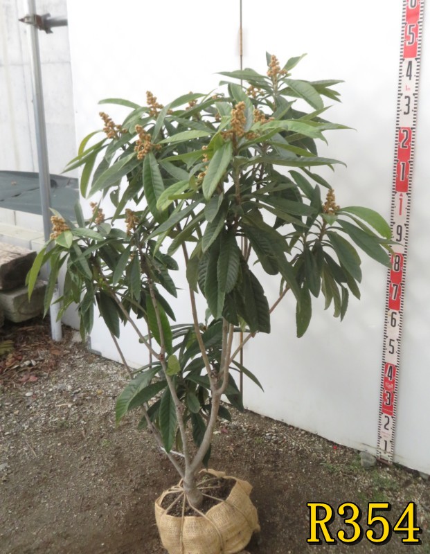 楽天市場】【選べる現品】ビワの木（枇杷の木/びわの木）茂木(モギ