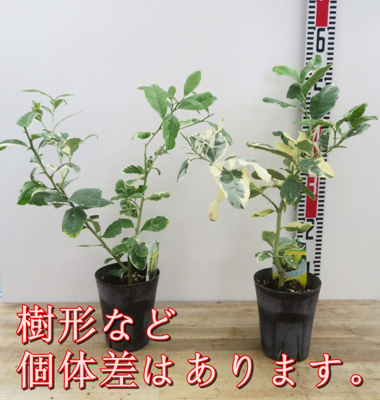 楽天市場】斑入りレモンの木 ピンクレモネード（檸檬）果樹 苗木 4号