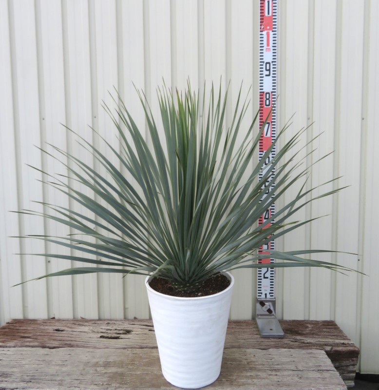 楽天市場】ユッカ ロストラータ（サイズ（植木鉢）10 ～ 12号）（花