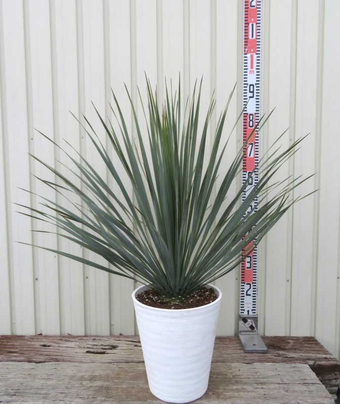 楽天市場】【現品発送】ユッカ「ロストラータ」苗木 8号セラアート植え