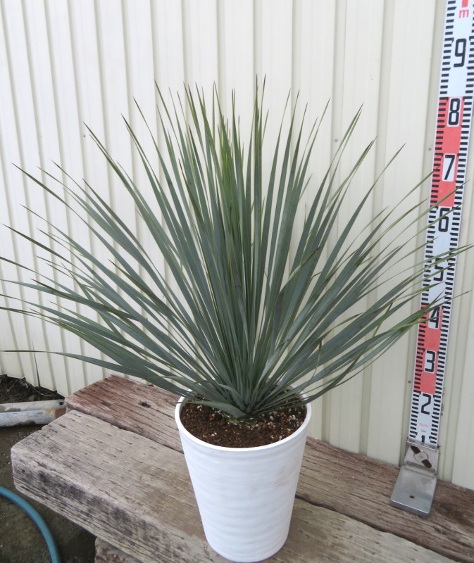 楽天市場】【現品発送】ユッカ「ロストラータ」苗木 8号セラアート植え