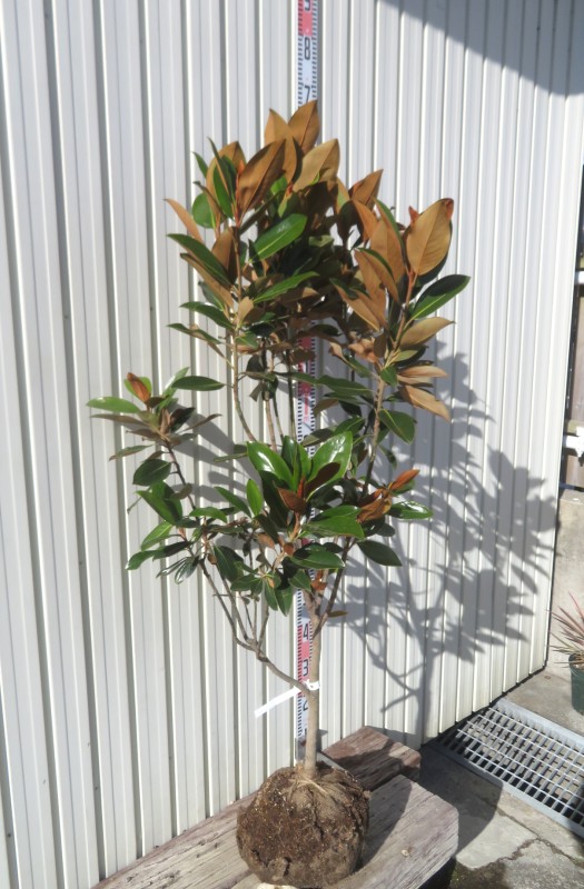 楽天市場】【現品/K420】四季咲きタイサンボク リトルジェム 泰山木