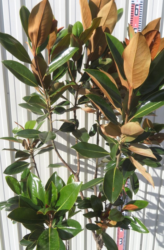 楽天市場】【現品/K420】四季咲きタイサンボク リトルジェム 泰山木