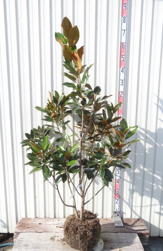 楽天市場】【現品/K421】四季咲きタイサンボク リトルジェム 苗木 樹高