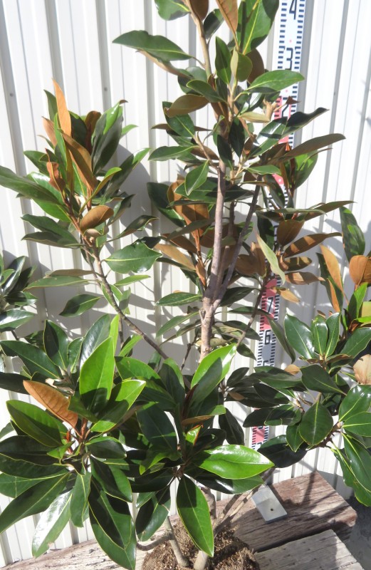 楽天市場】【現品/K421】四季咲きタイサンボク リトルジェム 苗木 樹高