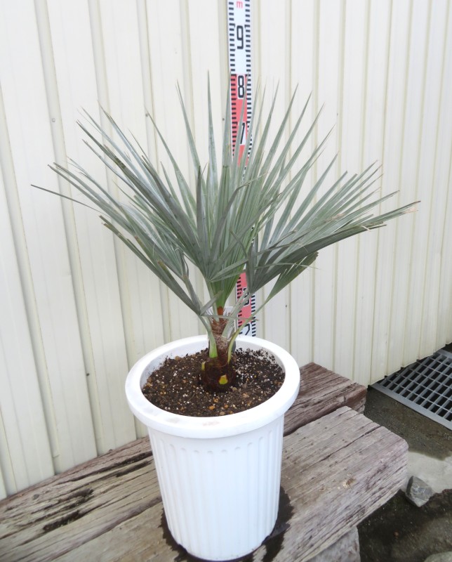 楽天市場】【現品発送】ブラヘア アルマータ 9号鉢植え【AK721