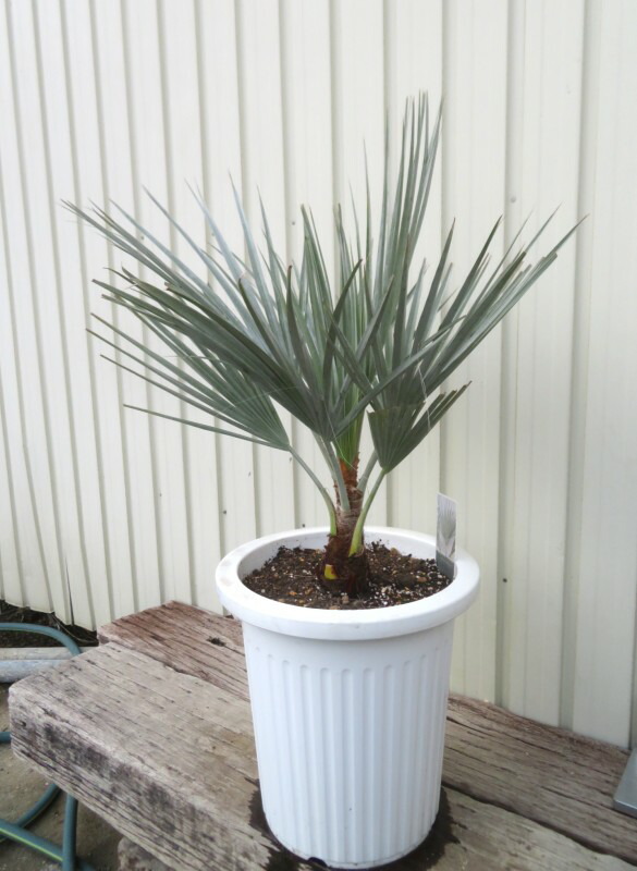 楽天市場】【現品発送】ブラヘア アルマータ 9号鉢植え【AK721