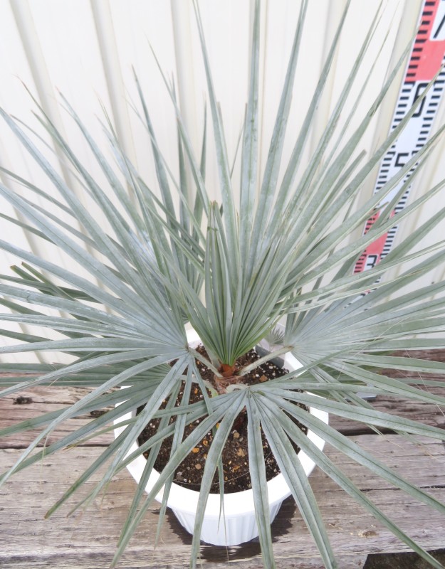 楽天市場】【現品発送】ブラヘア アルマータ 9号鉢植え【AK721