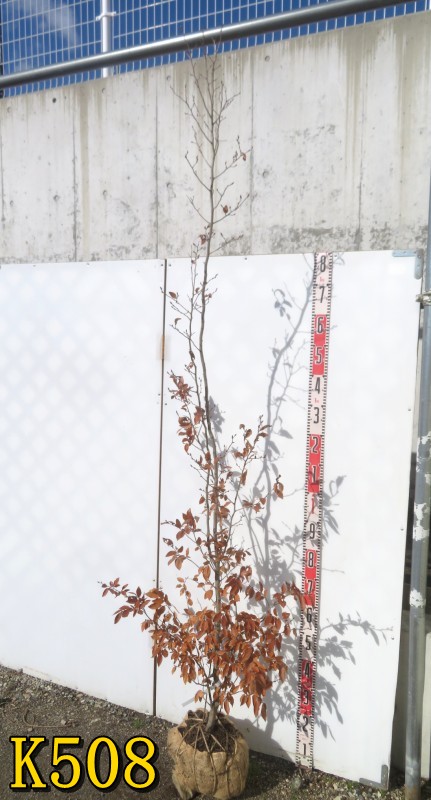 楽天市場】【選べる現品】ヤマコウバシ 苗木 株立ち 樹高約2.1m