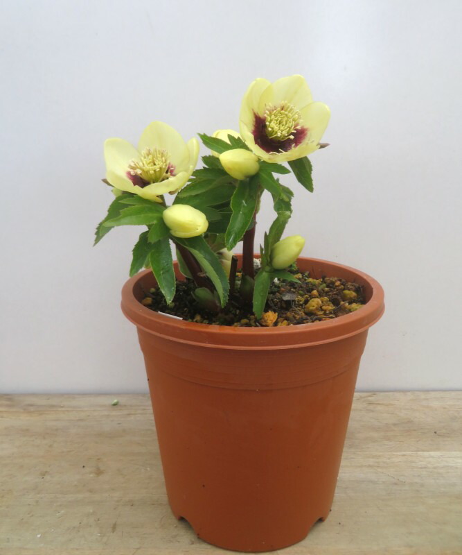 楽天市場】【開花株】クリスマスローズ 雅シリーズ 蛍火（ホタルビ） 5