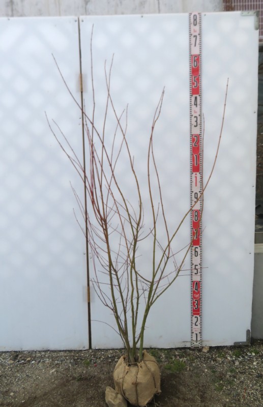 楽天市場】イロハモミジ 株立ち 苗木 樹高約1.4m《新緑の涼しさと紅葉