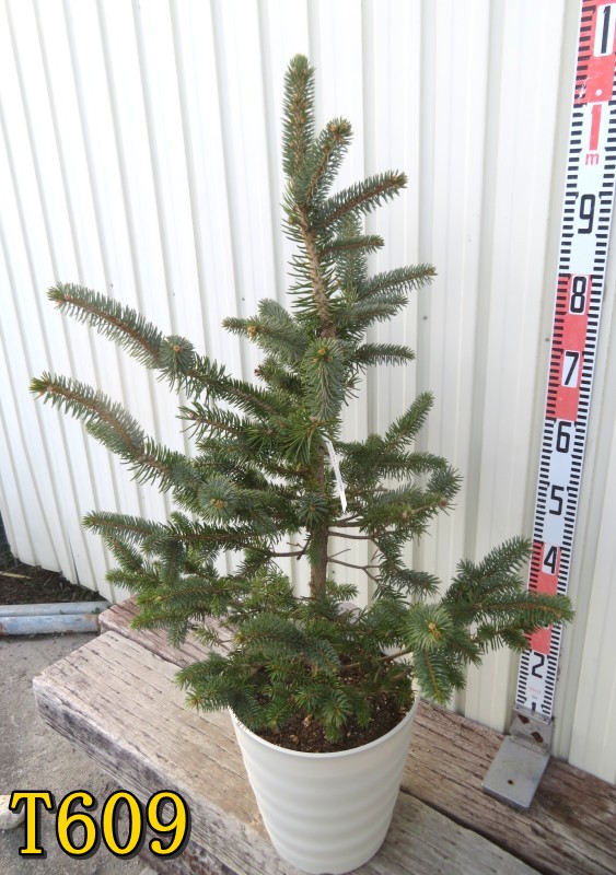 楽天市場】【選べる現品】ピセア・プンゲンストウヒ スーパーブルー