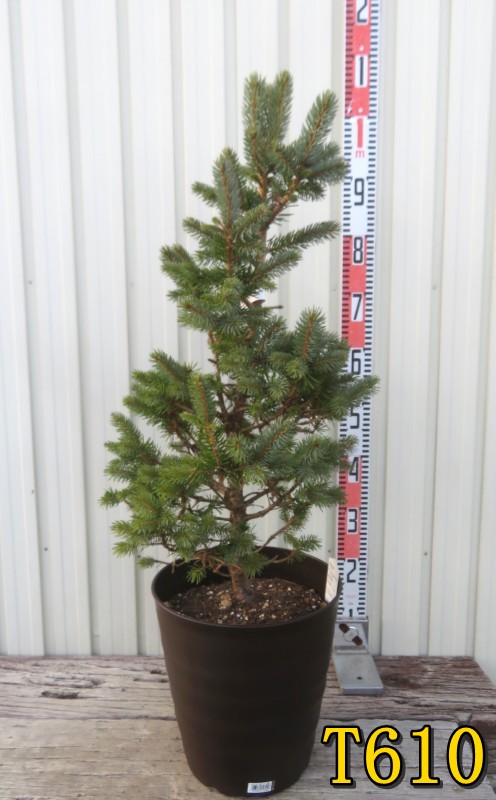 楽天市場】【選べる現品】ピセア・プンゲンストウヒ スーパーブルー