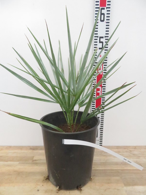 楽天市場】【現品発送】チャメロプス セリフェラ7号 苗木【AK】302