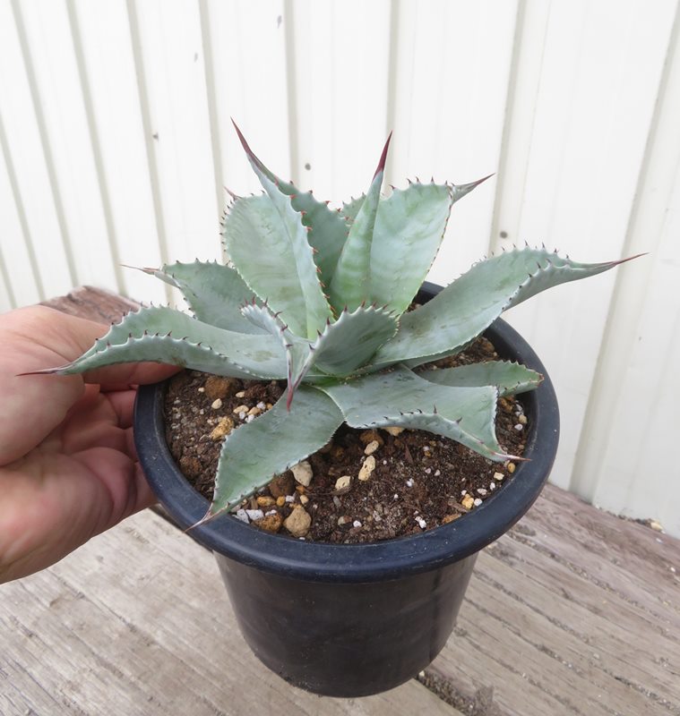 楽天市場】【現品発送】アガベ オバティフォリア 5号鉢植え 苗木【FA