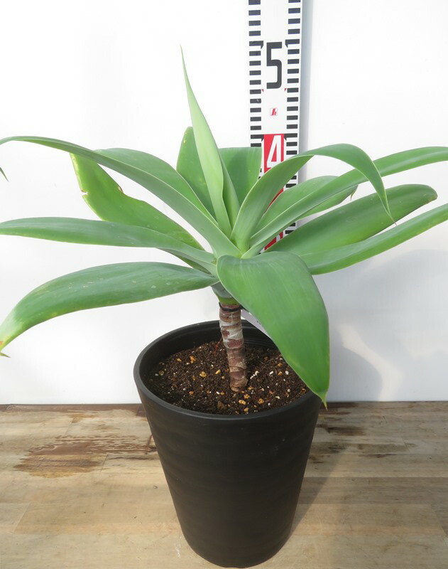 楽天市場】【現品発送】アガベ アテナータ 6号セラアート鉢植え 苗木