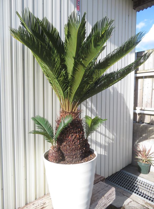 楽天市場】【現品発送】ソテツ（蘇鉄) 大株 幹太 43型フレグラー鉢植え