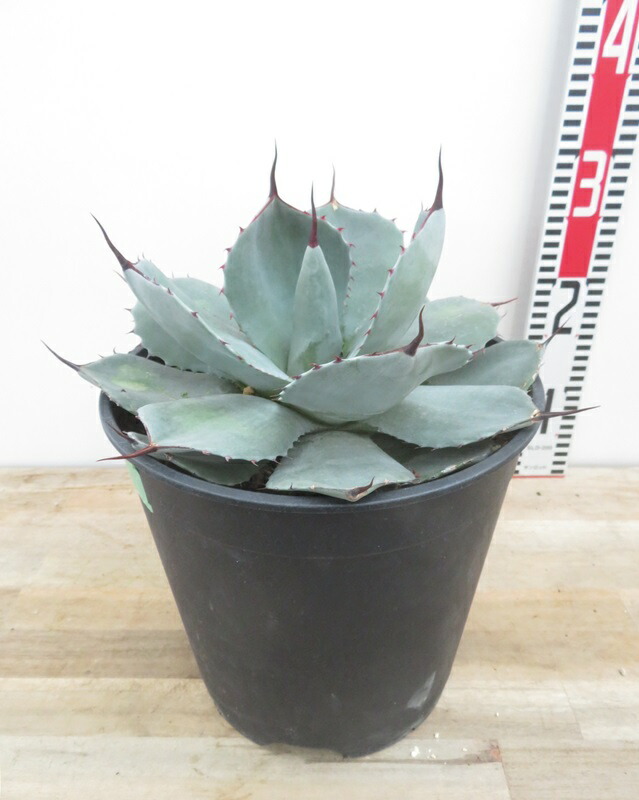 楽天市場】【現品発送】アガベ パリー トルンカータ（メリクロン苗） 8