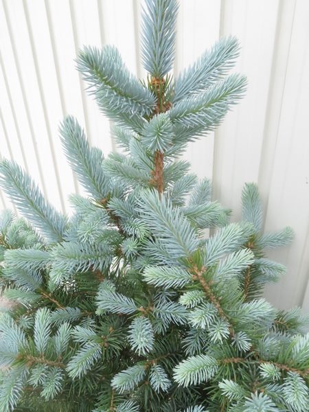 楽天市場】【選べる現品】ピセア・プンゲンストウヒ スーパーブルー