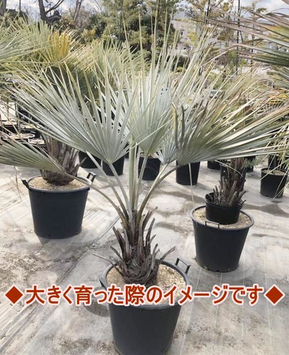 楽天市場】【現品発送】ブラヘア アルマータ 9号鉢植え【AK721