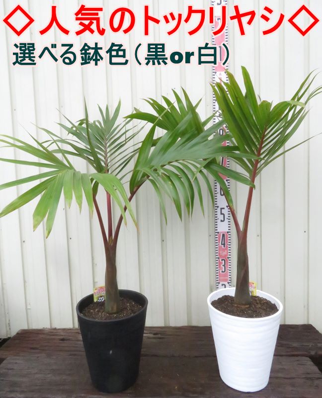 楽天市場】【選べる鉢色】トックリヤシ 7号セラアート鉢植え （h35